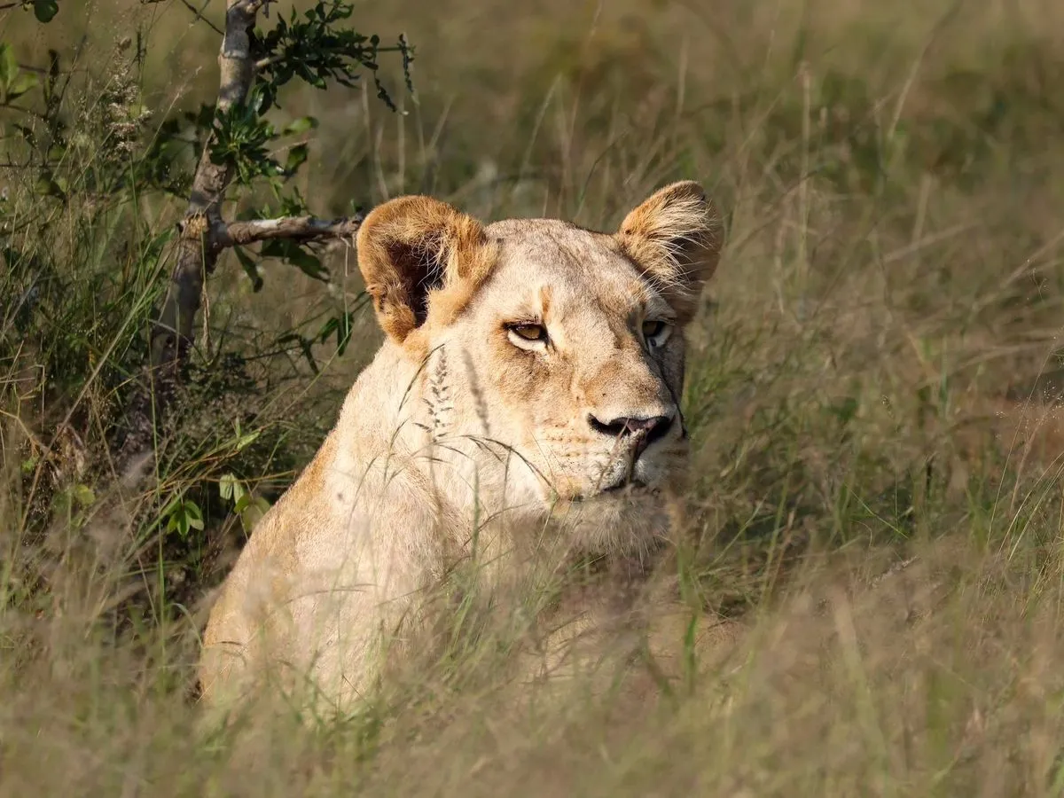 Afrique du Sud