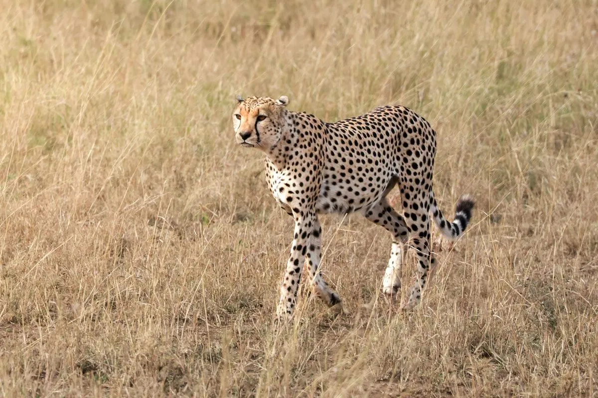 Kenya
