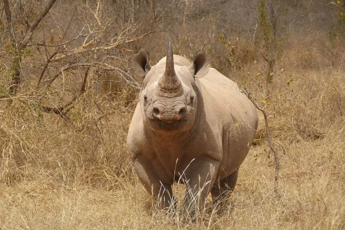 Namibie