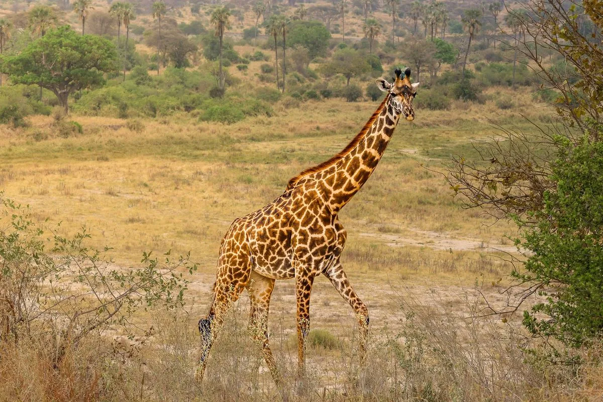 Tanzanie
