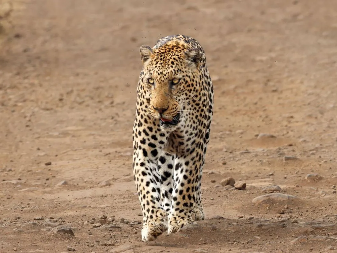 Léopard marchant sur une piste du Greater Kruger