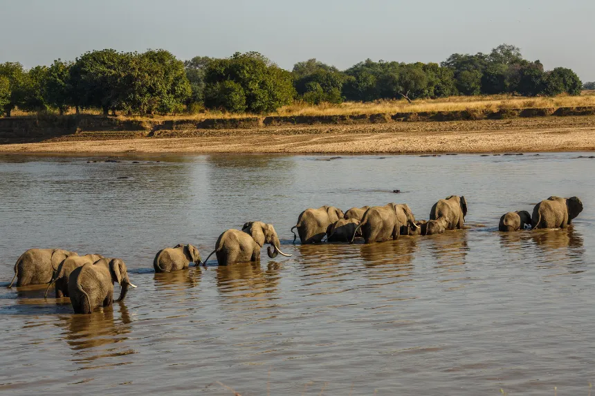 Troupeau d'éléphants traversant la rivière Luangwa